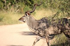 kudu