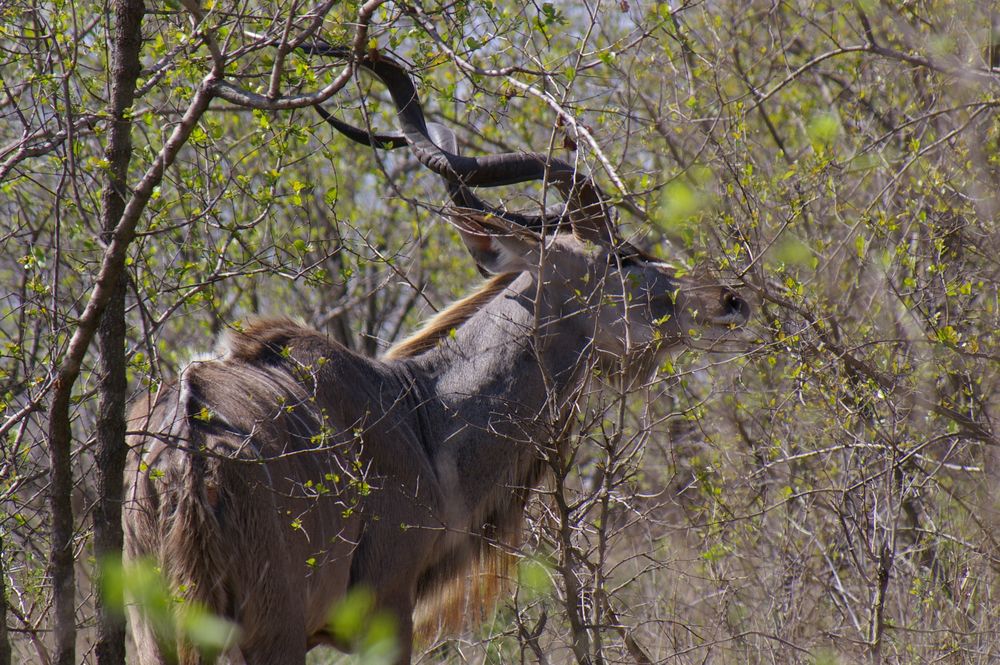 Kudu