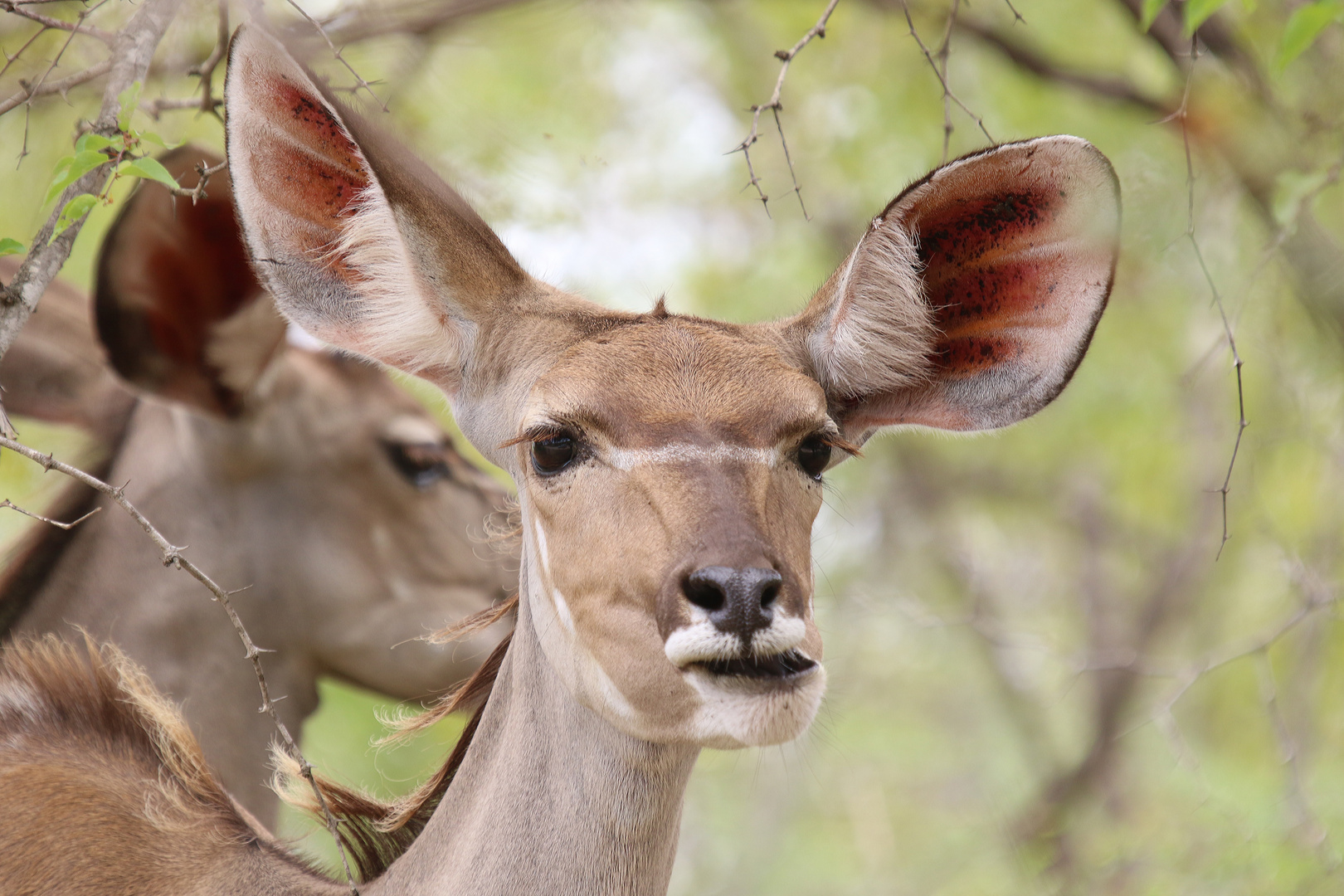 Kudu