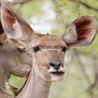 Kudu