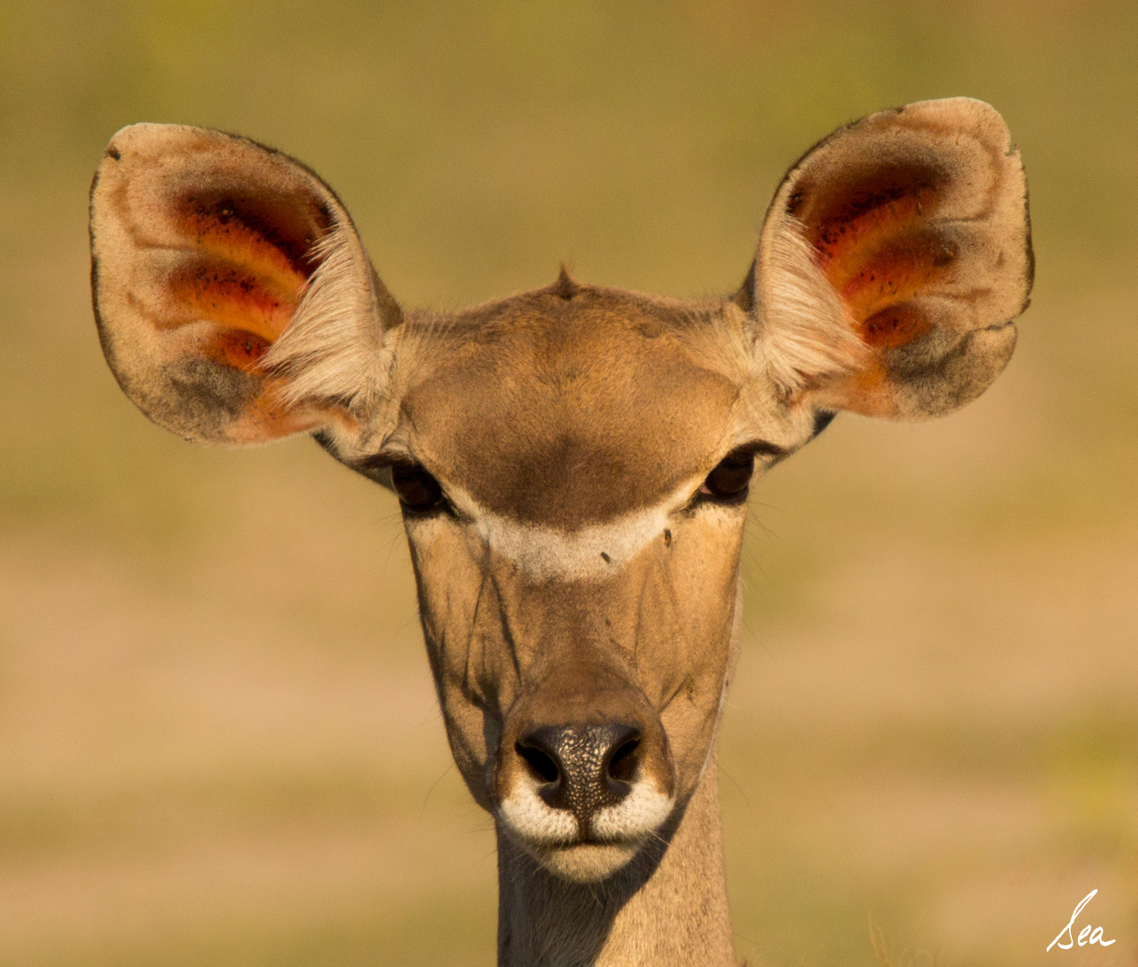 Kudu Dame