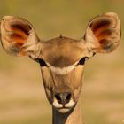 Kudu Dame