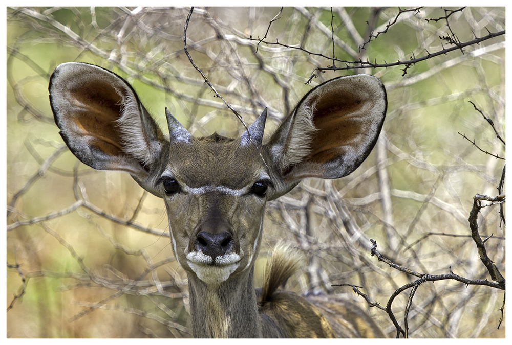 Kudu Dame... oder doch Mann?