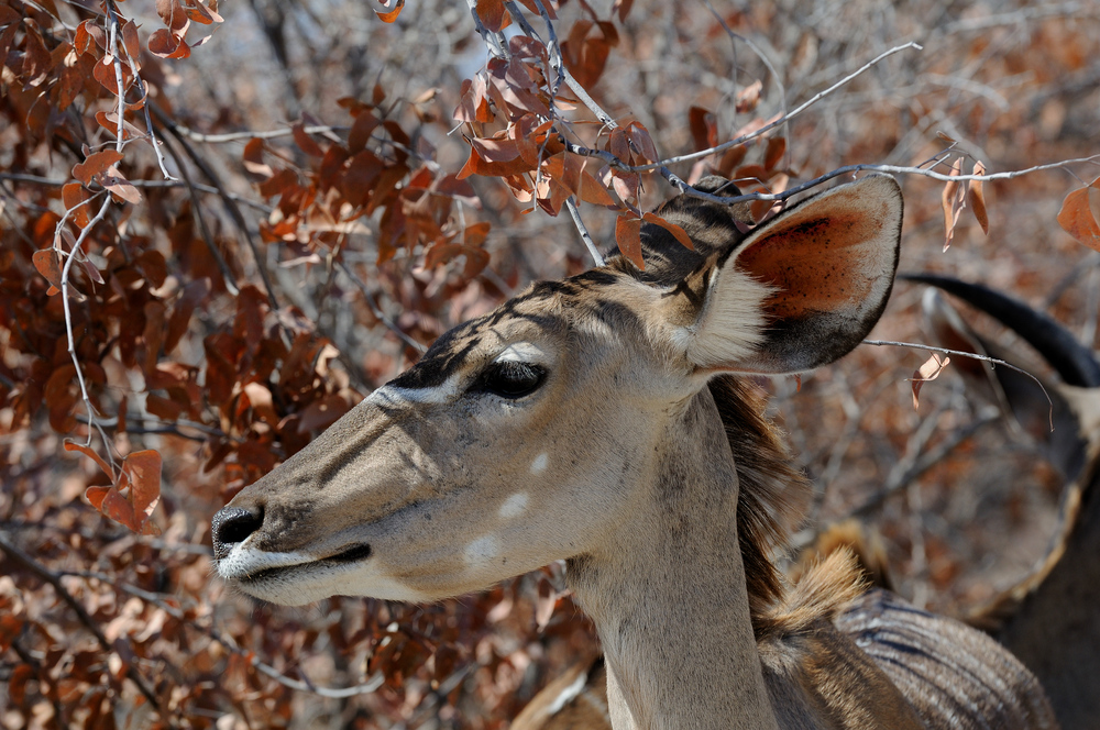 Kudu