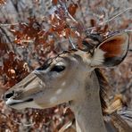 Kudu