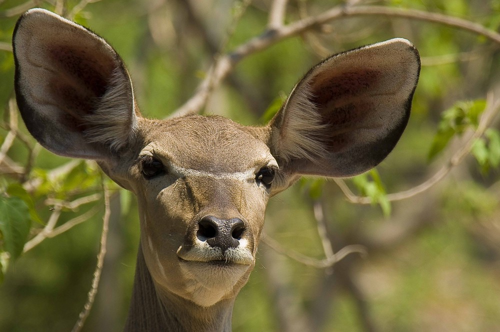 Kudu