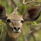 Kudu