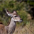 Kudu