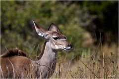 Kudu