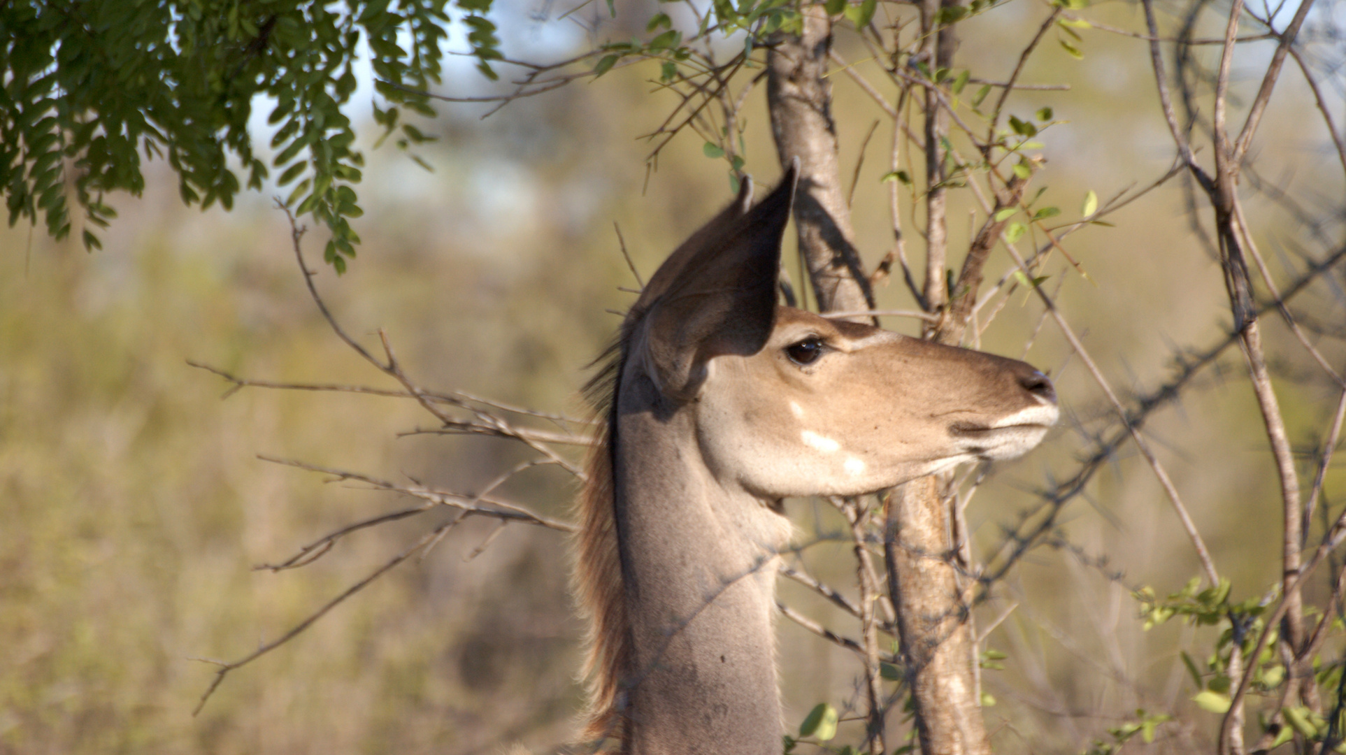 Kudu