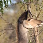 Kudu