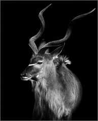 Kudu