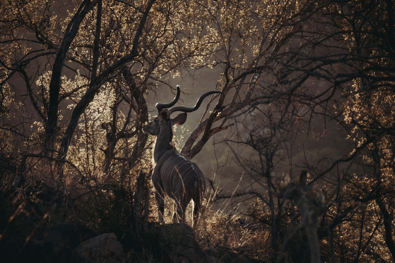 Kudu