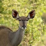 Kudu...