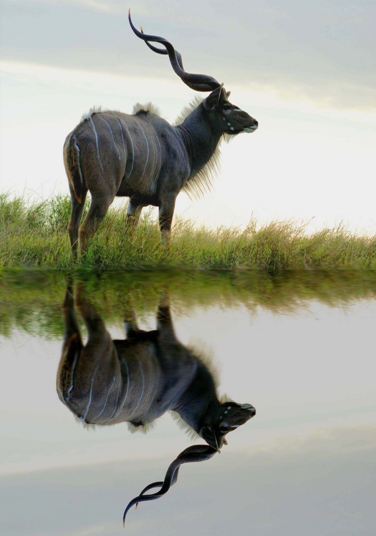 Kudu