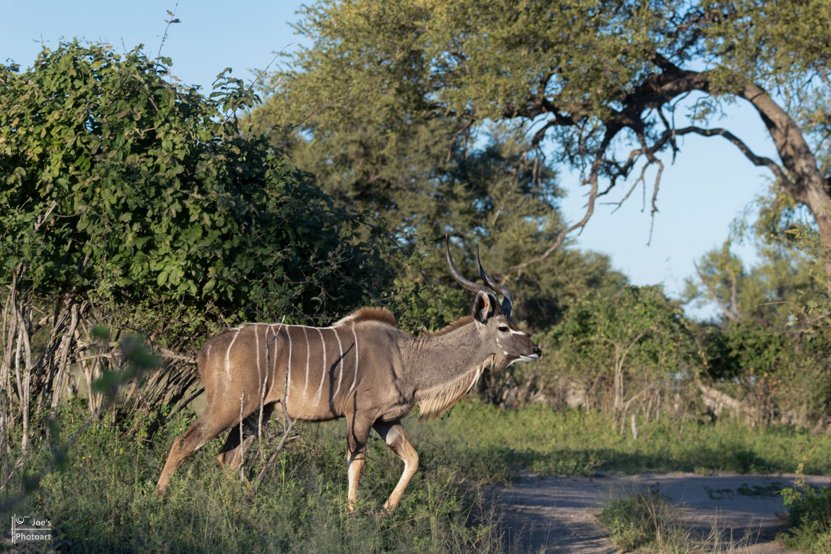 Kudu