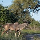 Kudu