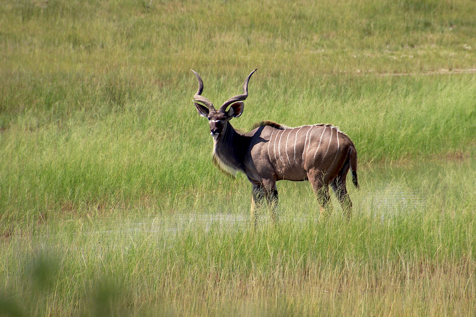 Kudu Foto Bild africa southern africa namibia Bilder Kudu Foto Bild africa southern africa namibia Bilder
