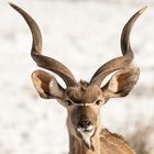 Kudu 