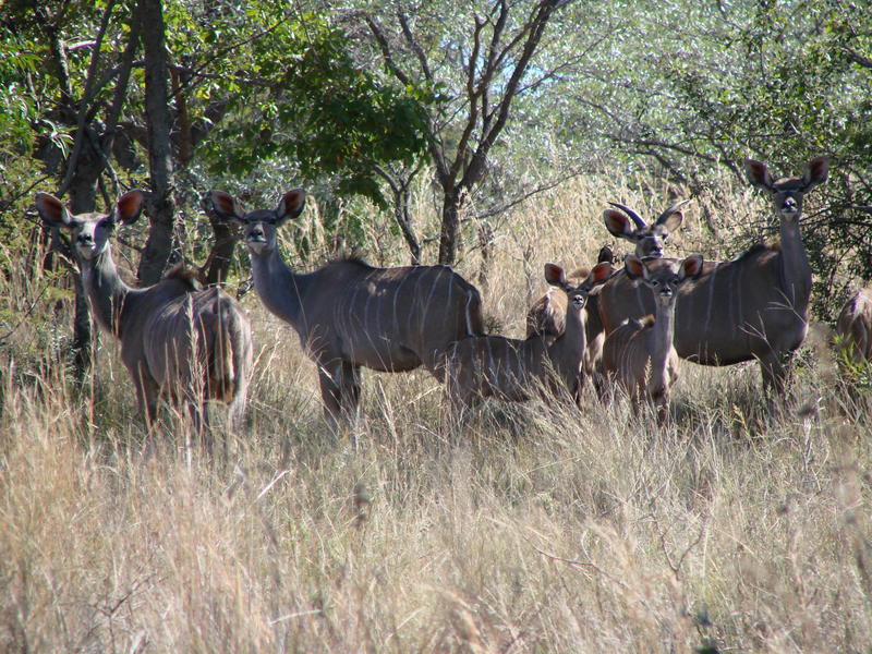 Kudu - Familie