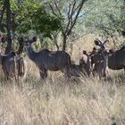 Kudu - Familie