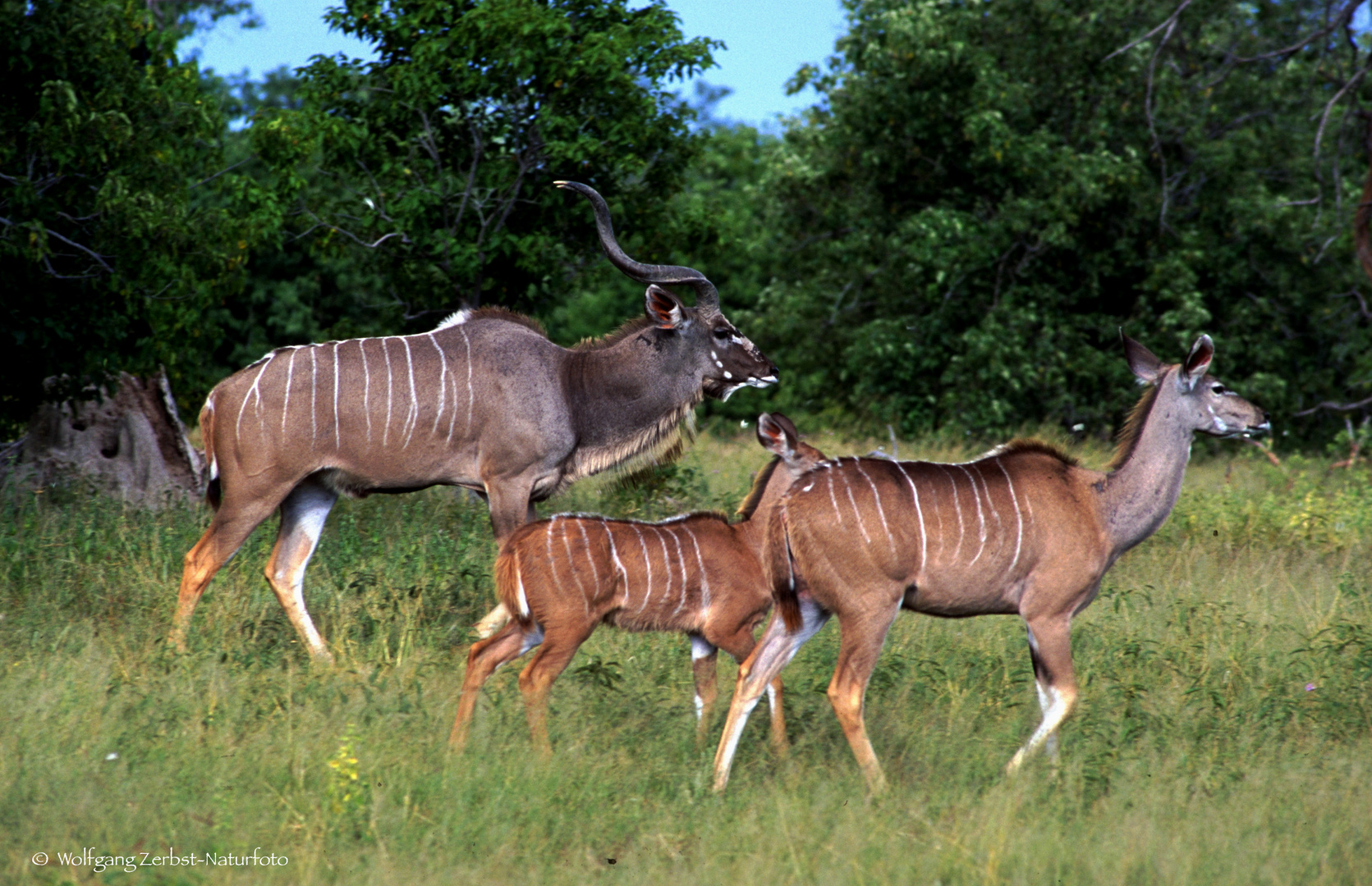  --KUDU  FAMILIE -