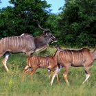  --KUDU  FAMILIE -