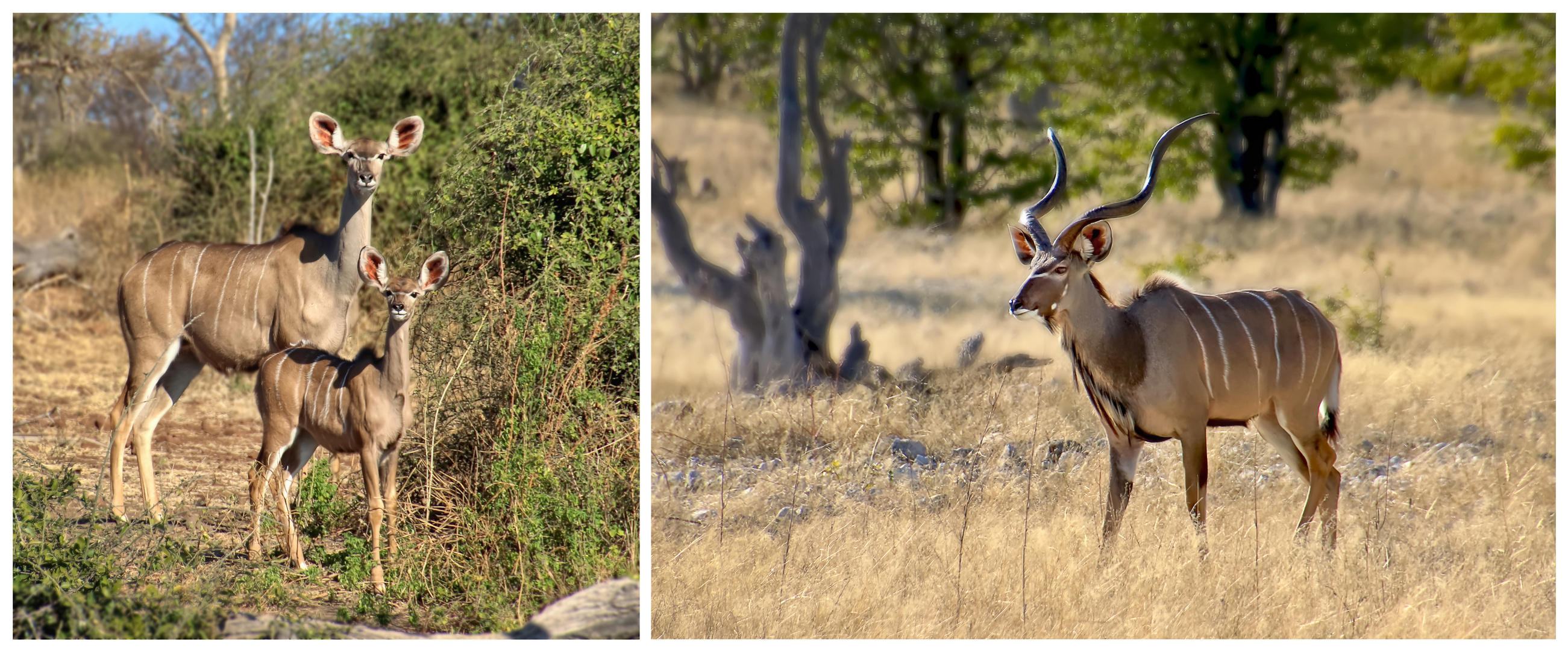 Kudu-Familie