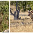 Kudu-Familie