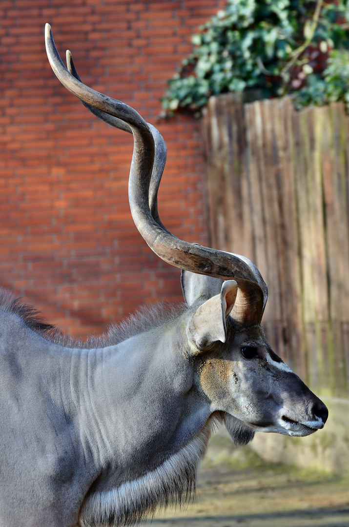 Kudu