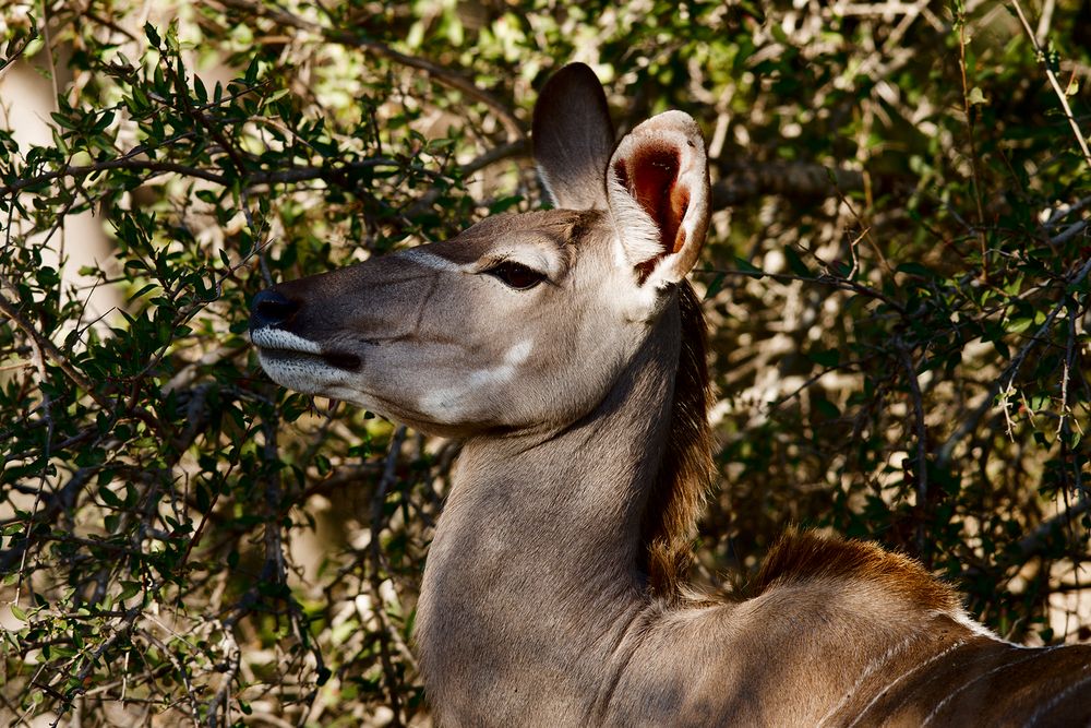 Kudu Female