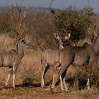 Kudu female