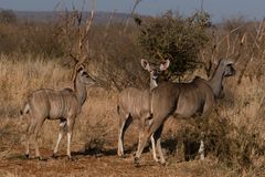 Kudu female