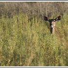 Kudu femelle, Namibie