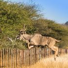 Kudu - Flucht vor der Kamera!