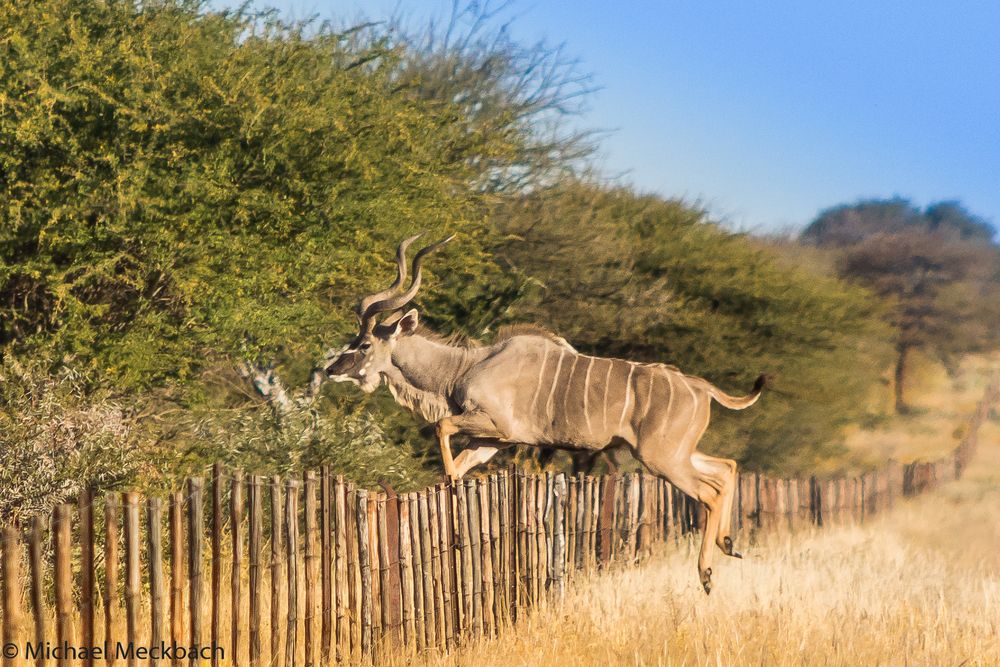 Kudu - Flucht vor der Kamera!