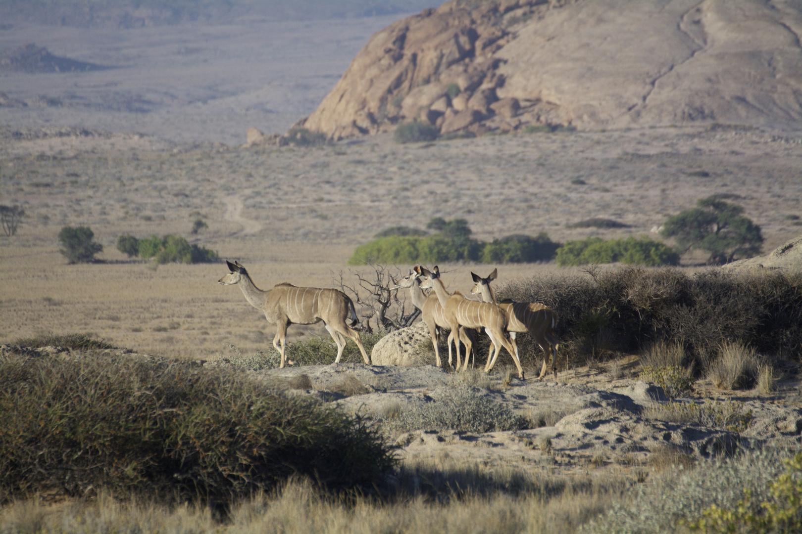 Kudu Herde