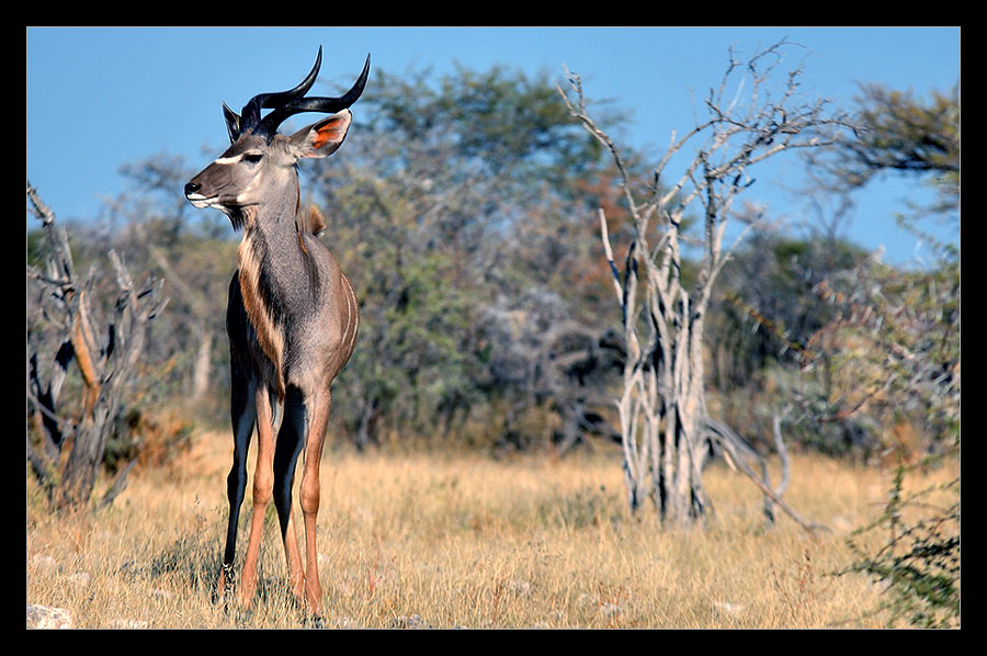 Kudu im Abendlicht