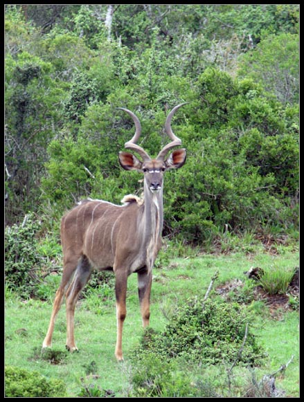 Kudu im Addo National Park