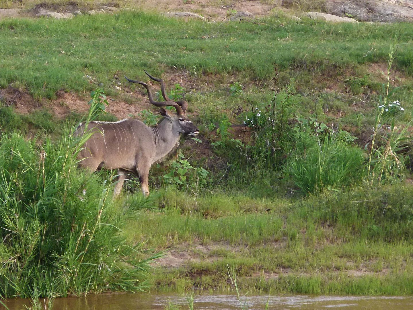 Kudu im Balule Game Reserve gegenüber der Baluleni Safari Lodge.