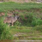 Kudu im Balule Game Reserve gegenüber der Baluleni Safari Lodge.