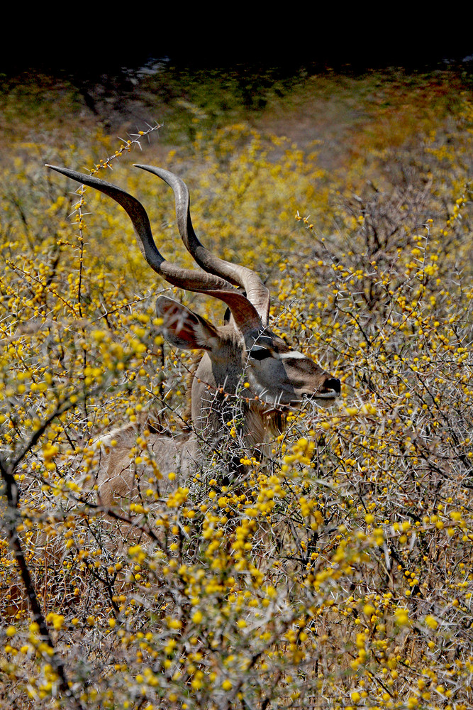 Kudu im Dickicht