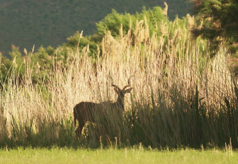 Kudu im Elefantengras