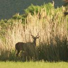 Kudu im Elefantengras