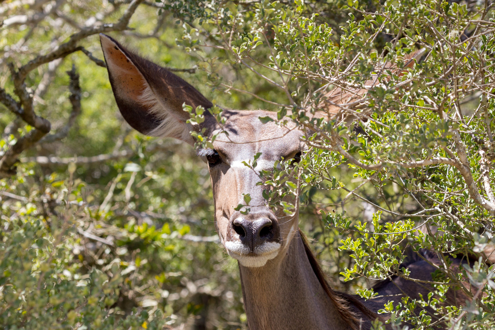 Kudu im Gebüsch 