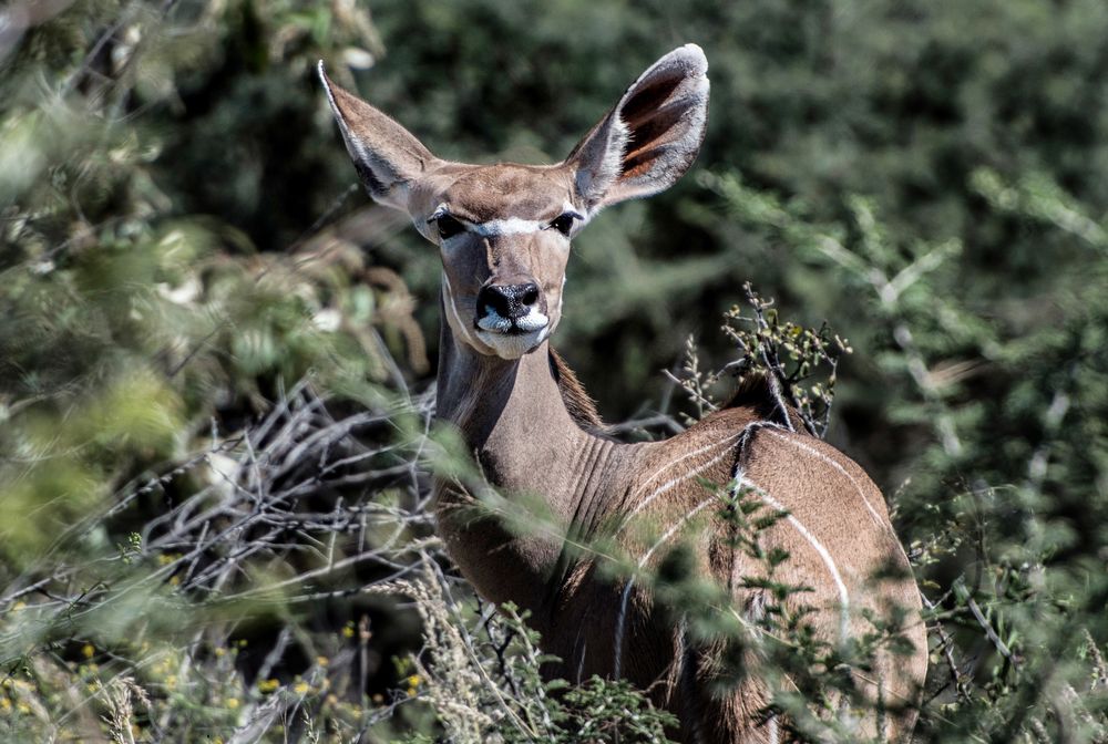 Kudu im Gebüsch