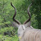 Kudu im Krüger Nationalpark