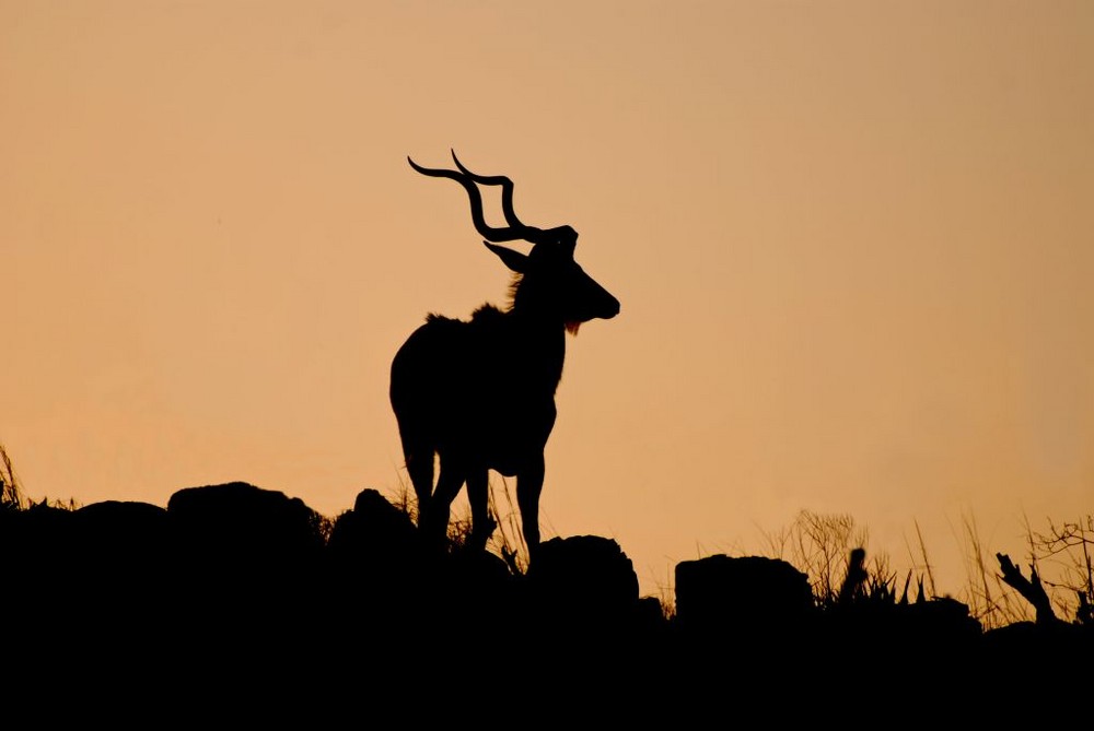 Kudu im Morgenlicht