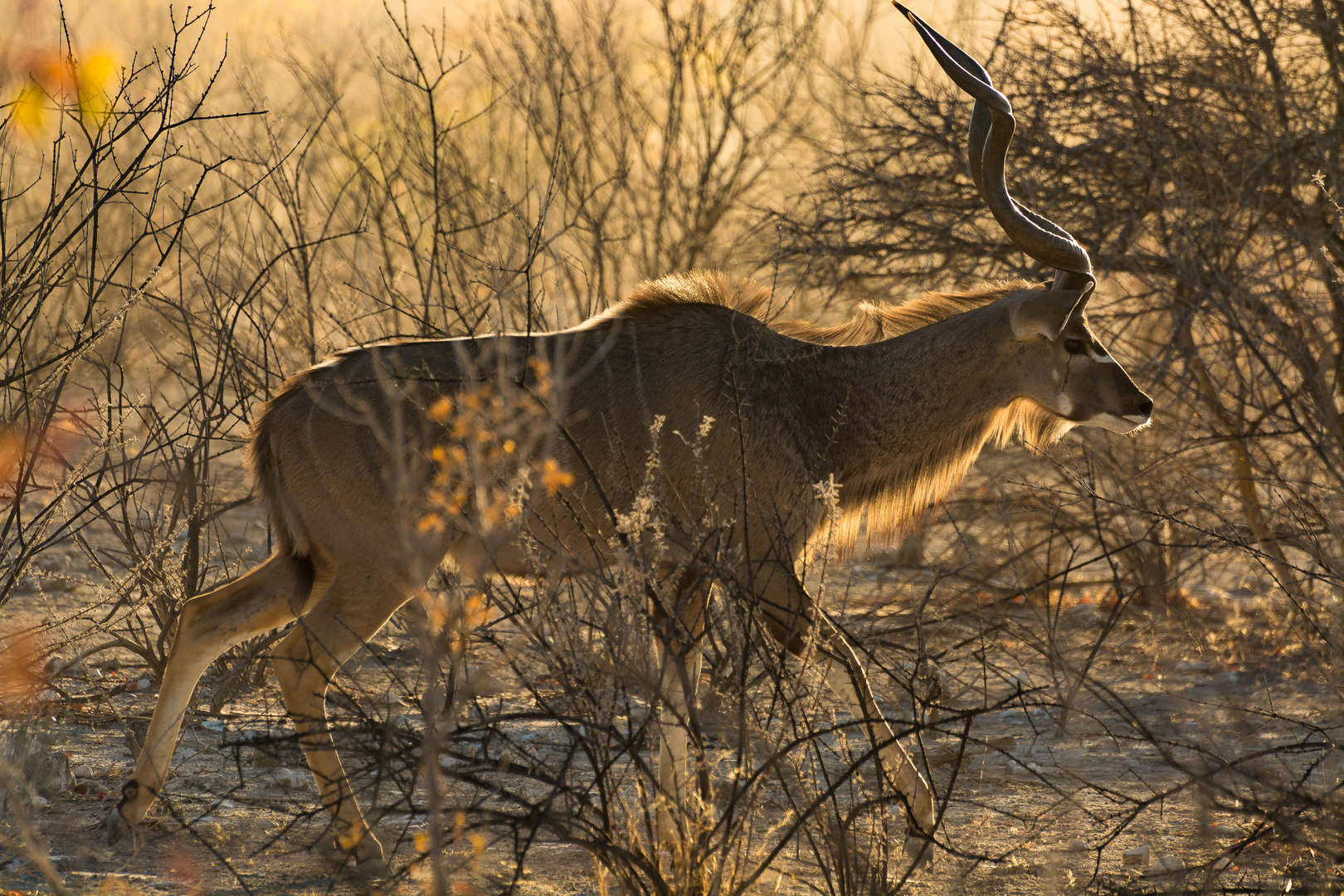 Kudu im Morgenlicht