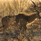 Kudu im Morgenlicht